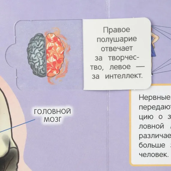 Тело человека. 50 окошек для малышей. 200х260 мм. 10 картонных страниц Умка, изображение 6
